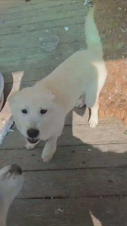 Enlarge PINO, a Adoptable mixed breed in Centreville, VA video 6/6