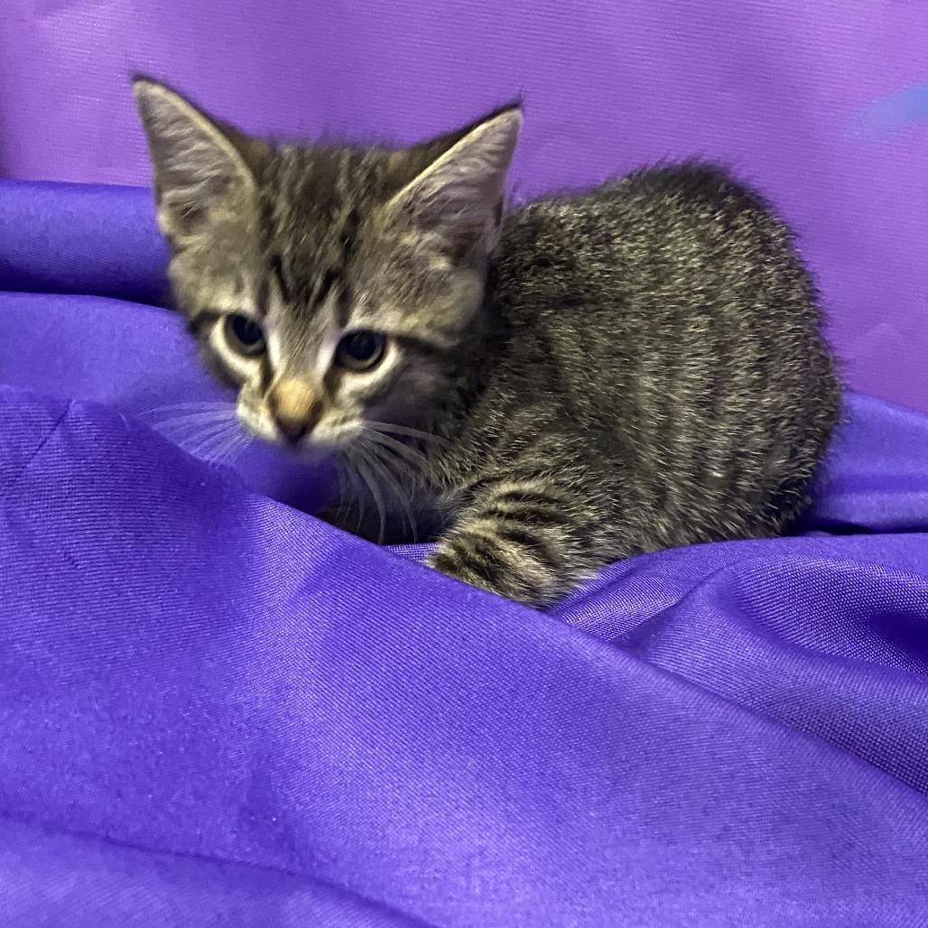 Enlarge Mayo, a Adoptable Domestic Medium Hair in Buffalo, MN image 1/1