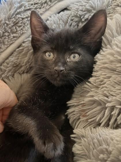 Lily, Adoptable, Young Female Domestic Short Hair.