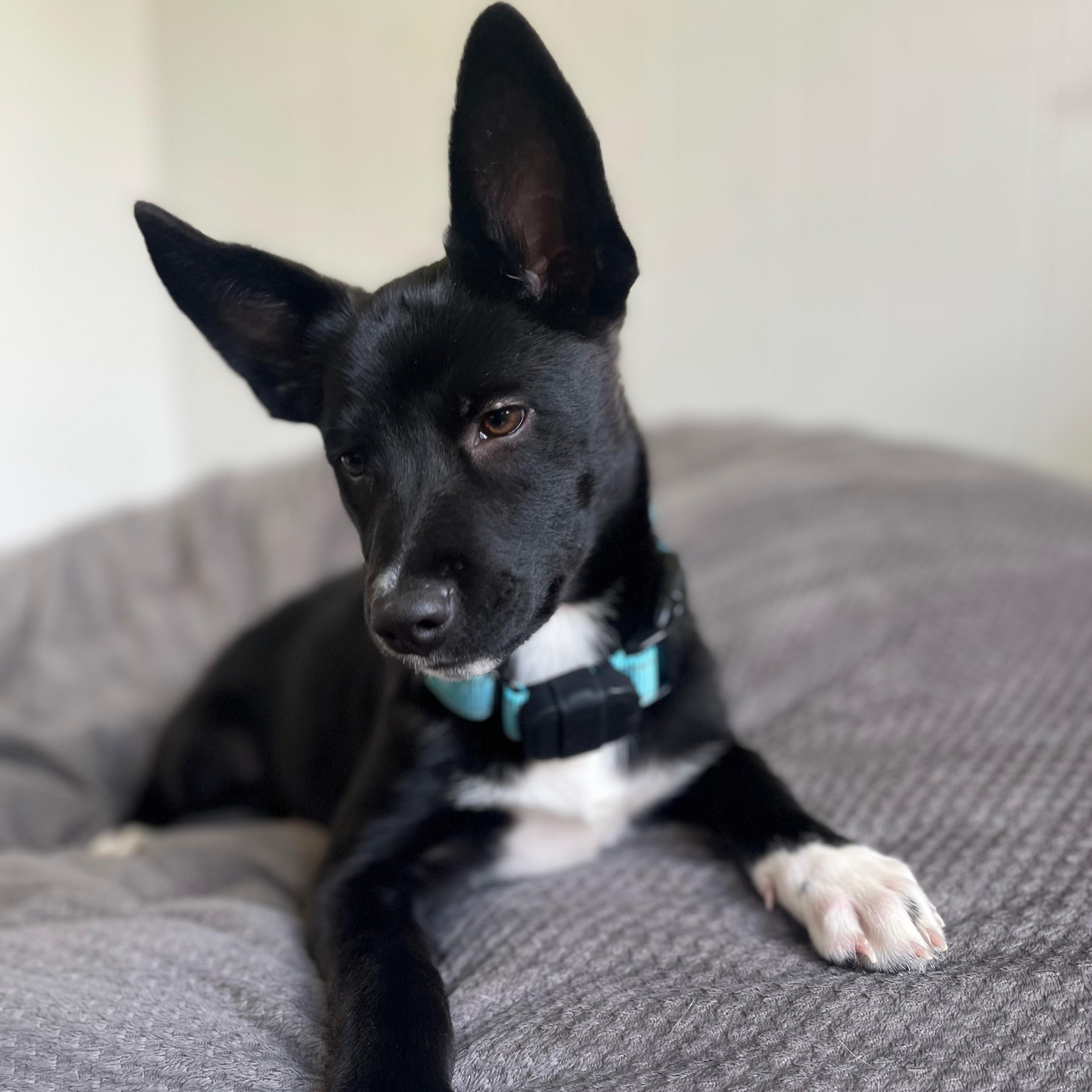 Enlarge Venus, an adopted mixed breed in Baltimore, MD image 2/6