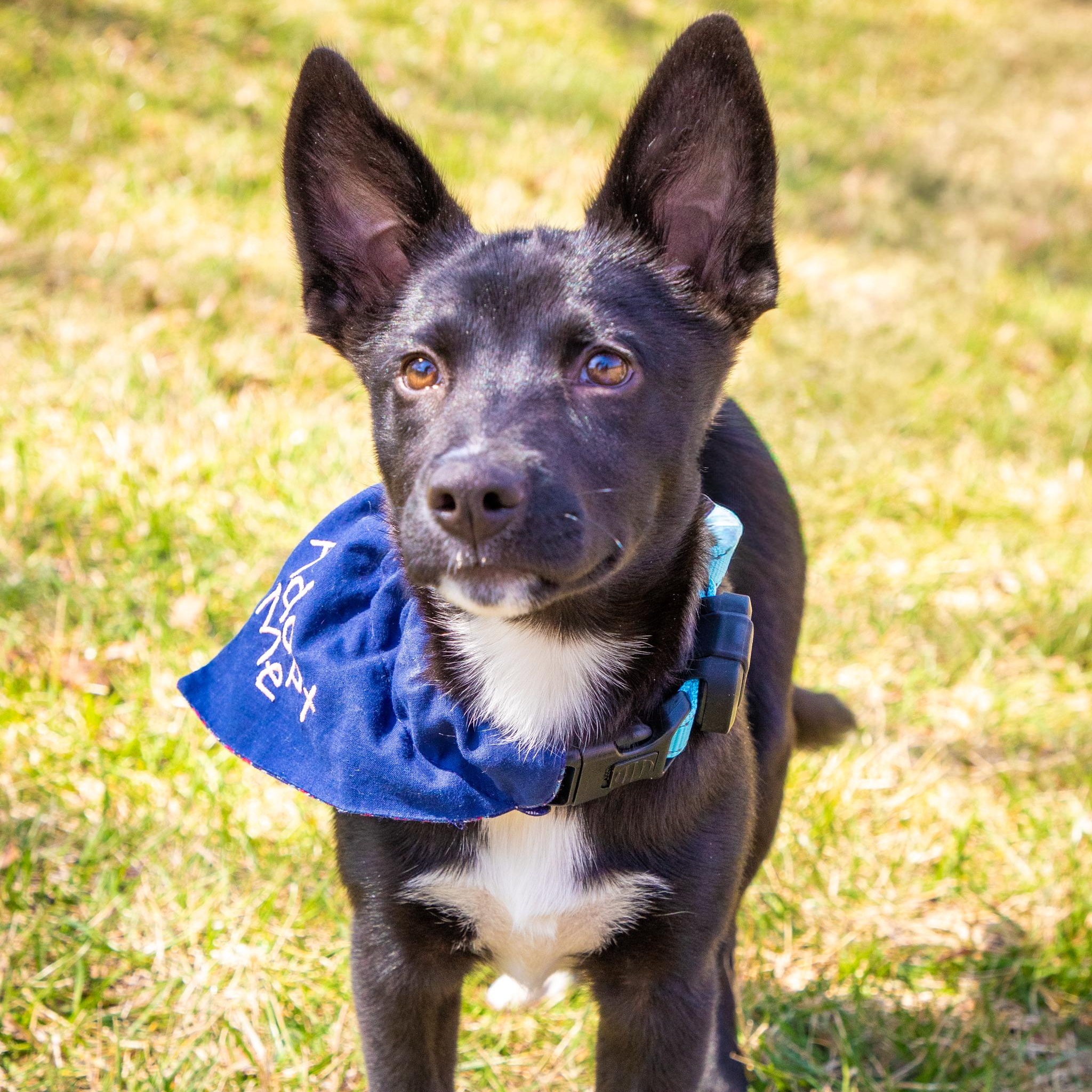 Enlarge Venus, an adopted mixed breed in Baltimore, MD image 5/6