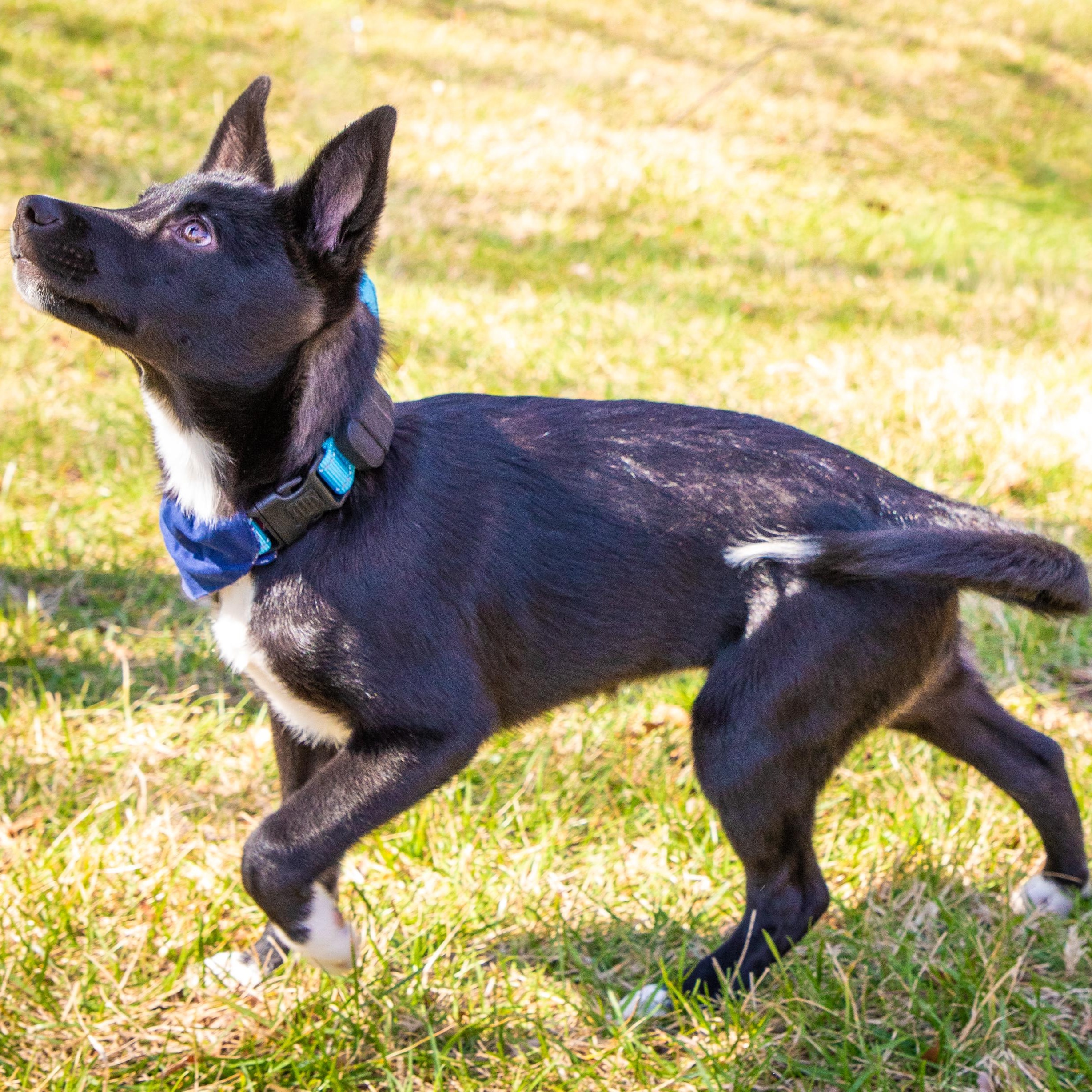Enlarge Venus, an adopted mixed breed in Baltimore, MD image 4/6