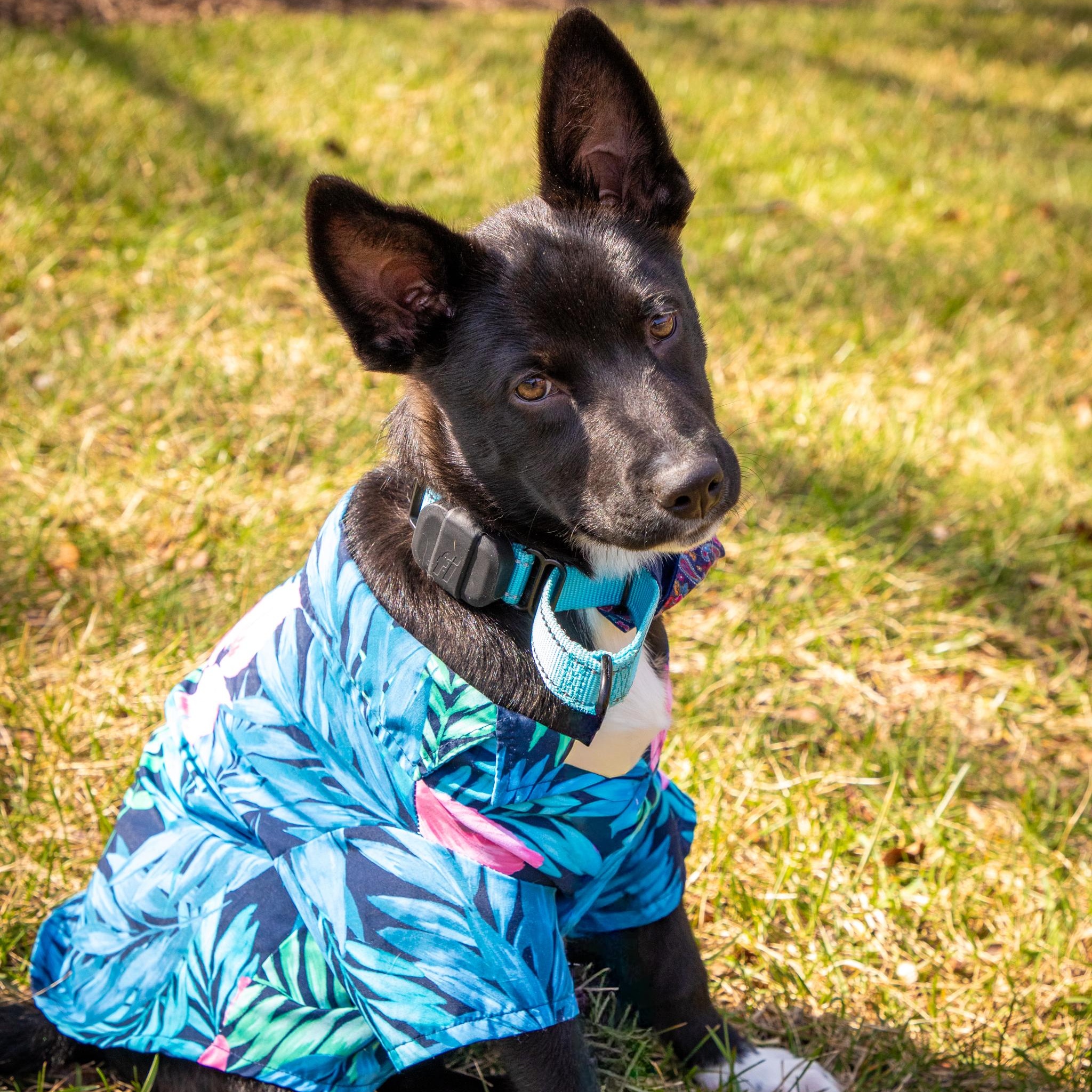 Venus, adopted, Puppy Female Mixed Breed.