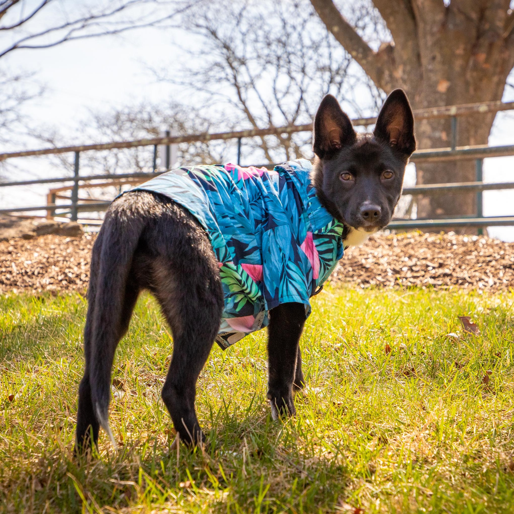 Enlarge Venus, an adopted mixed breed in Baltimore, MD image 3/6