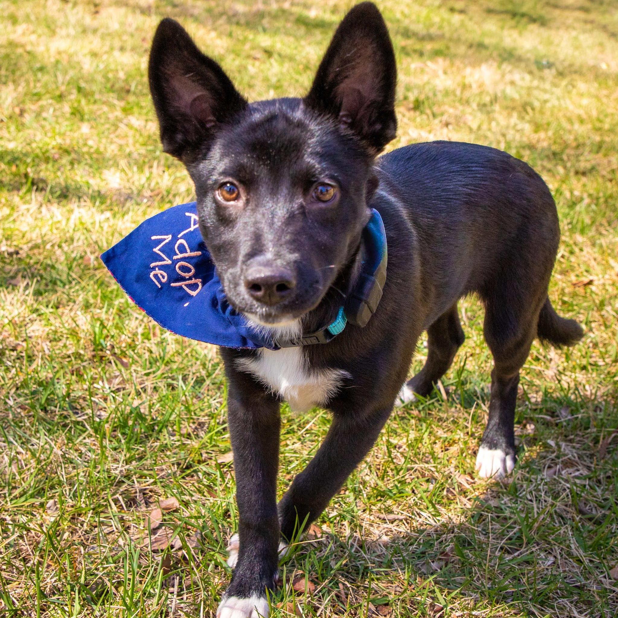 Enlarge Venus, an adopted mixed breed in Baltimore, MD image 6/6