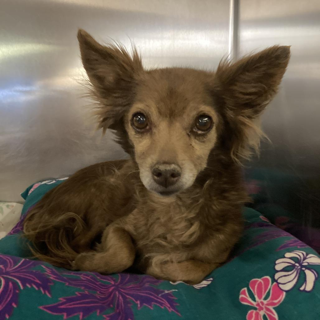 DOG 05/18/2026, Adoptable, Senior Female Chihuahua & Mixed Breed.