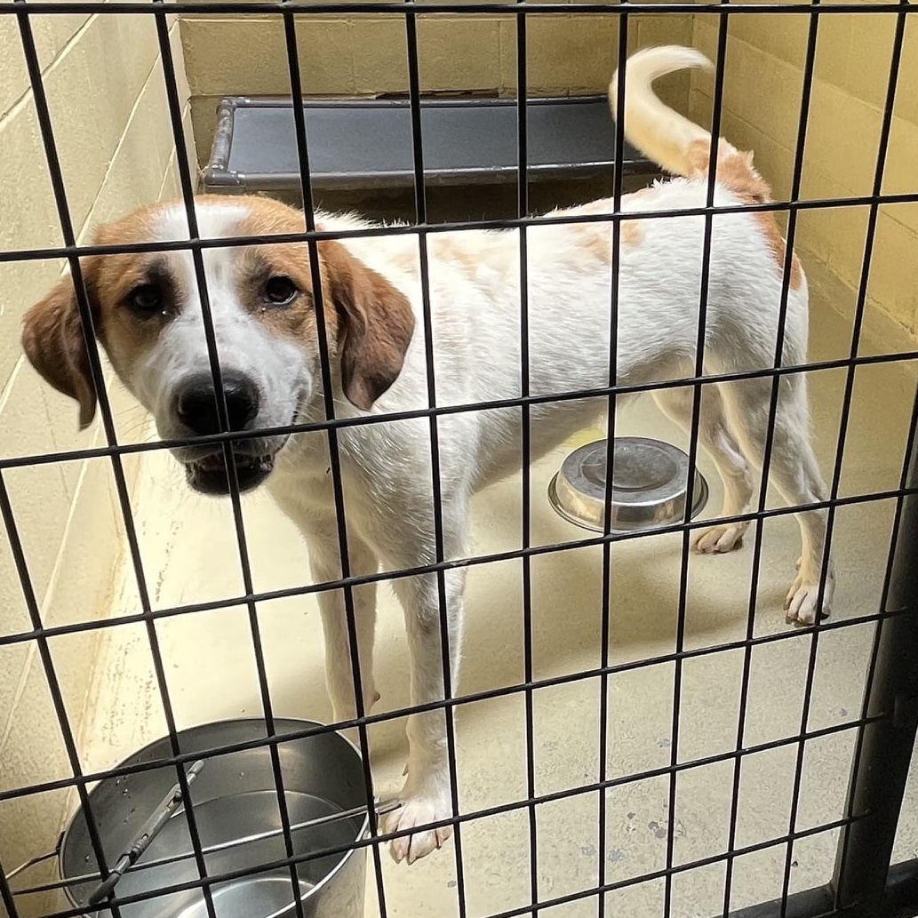 Enlarge Auggie, a Adopted mixed breed in Clarksville, VA image 5/6