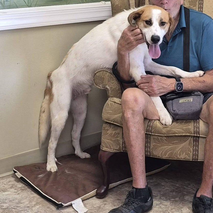 Enlarge Auggie, a Adopted mixed breed in Clarksville, VA image 6/6