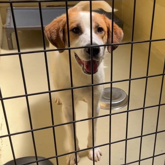 Auggie, Adopted, Young Male Anatolian Shepherd & Hound.
