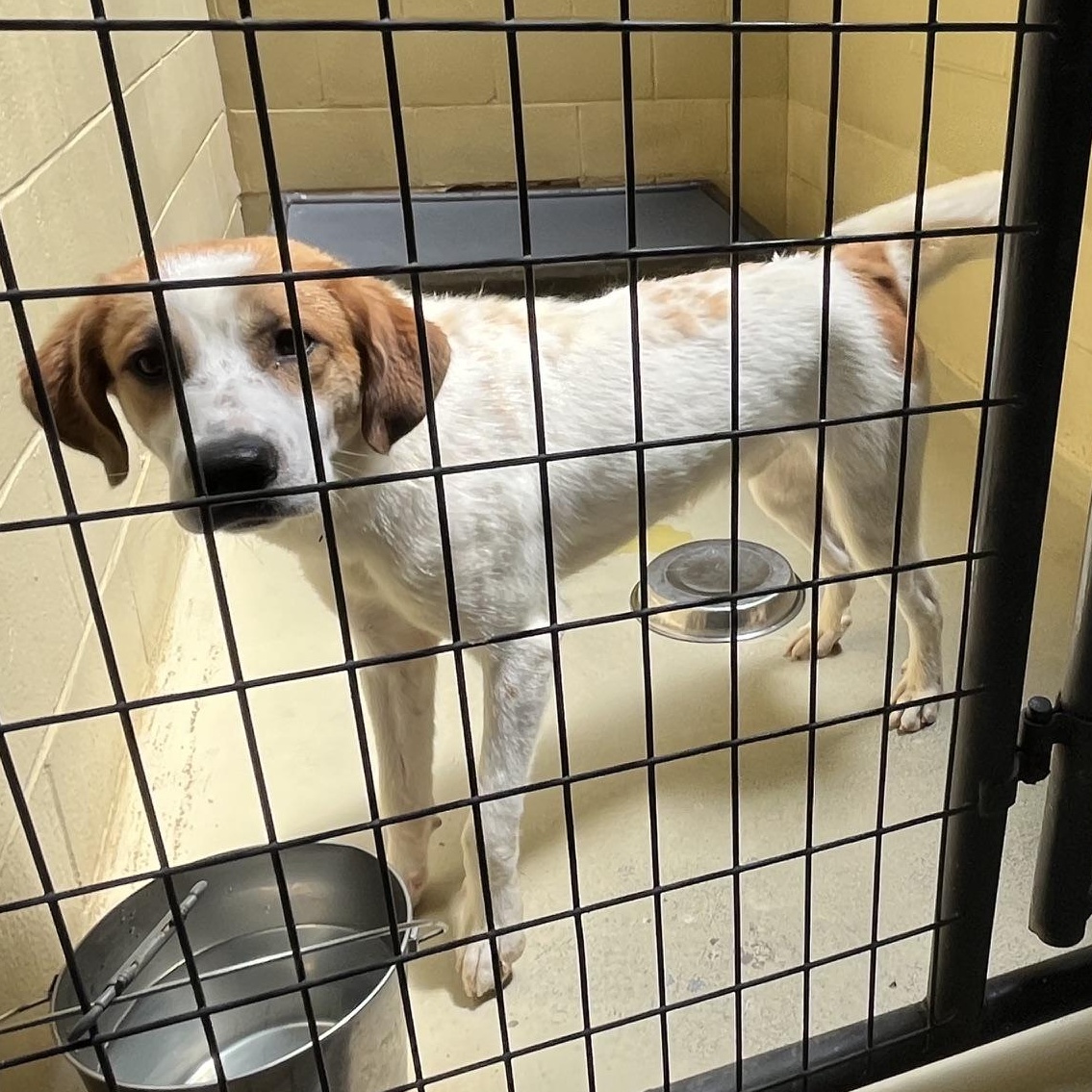 Enlarge Auggie, a Adopted mixed breed in Clarksville, VA image 2/6