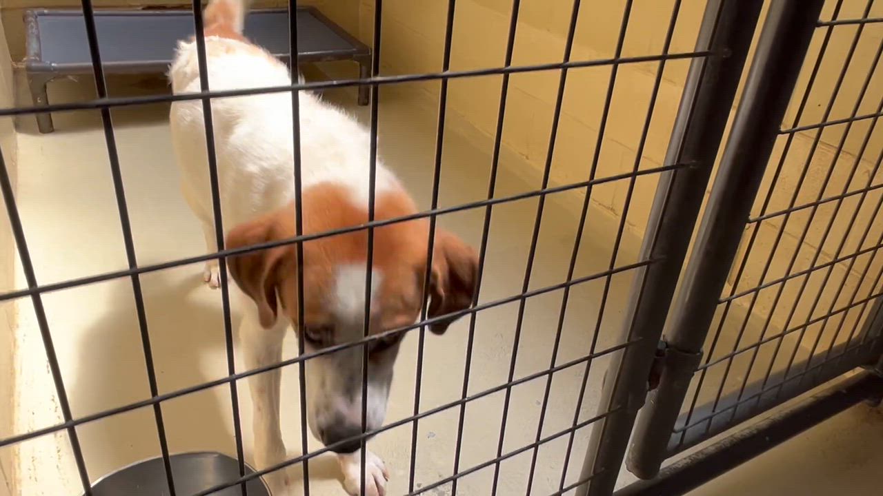 Enlarge Auggie, a Adopted mixed breed in Clarksville, VA video 3/6