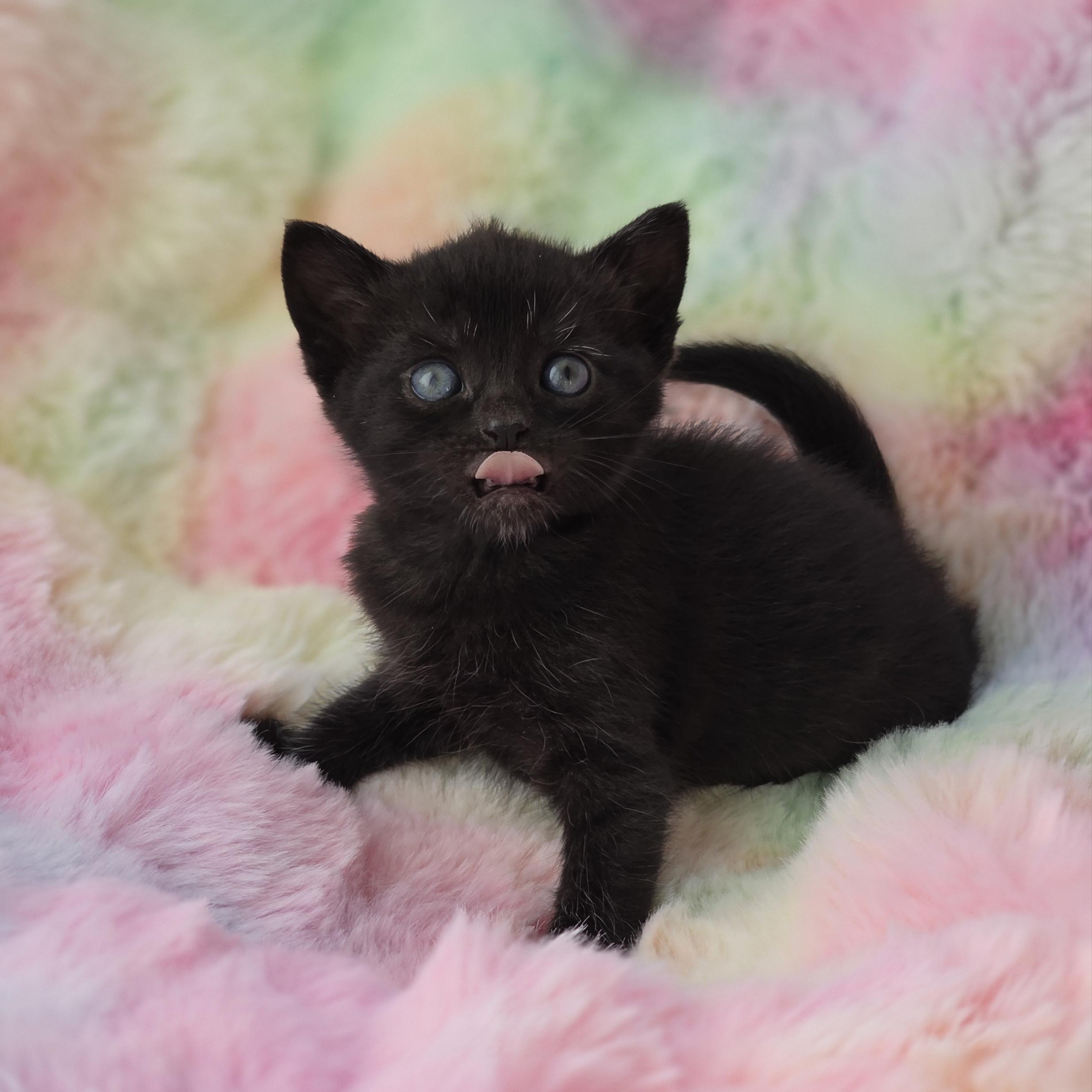 Enlarge Espurr, a Adoptable mixed breed in Atlanta, GA image 4/6