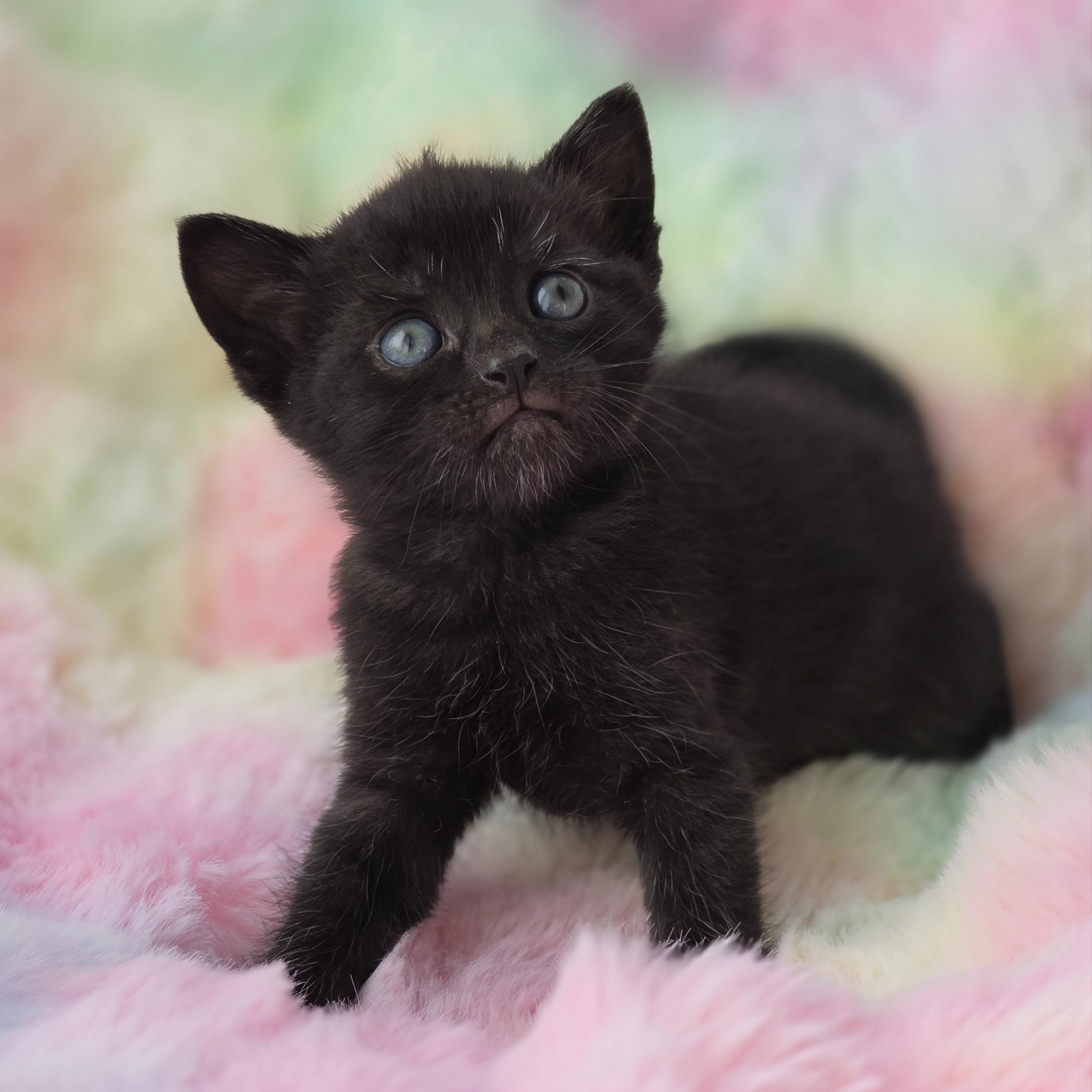 Espurr, Adoptable, Kitten Female Domestic Short Hair & Tabby.