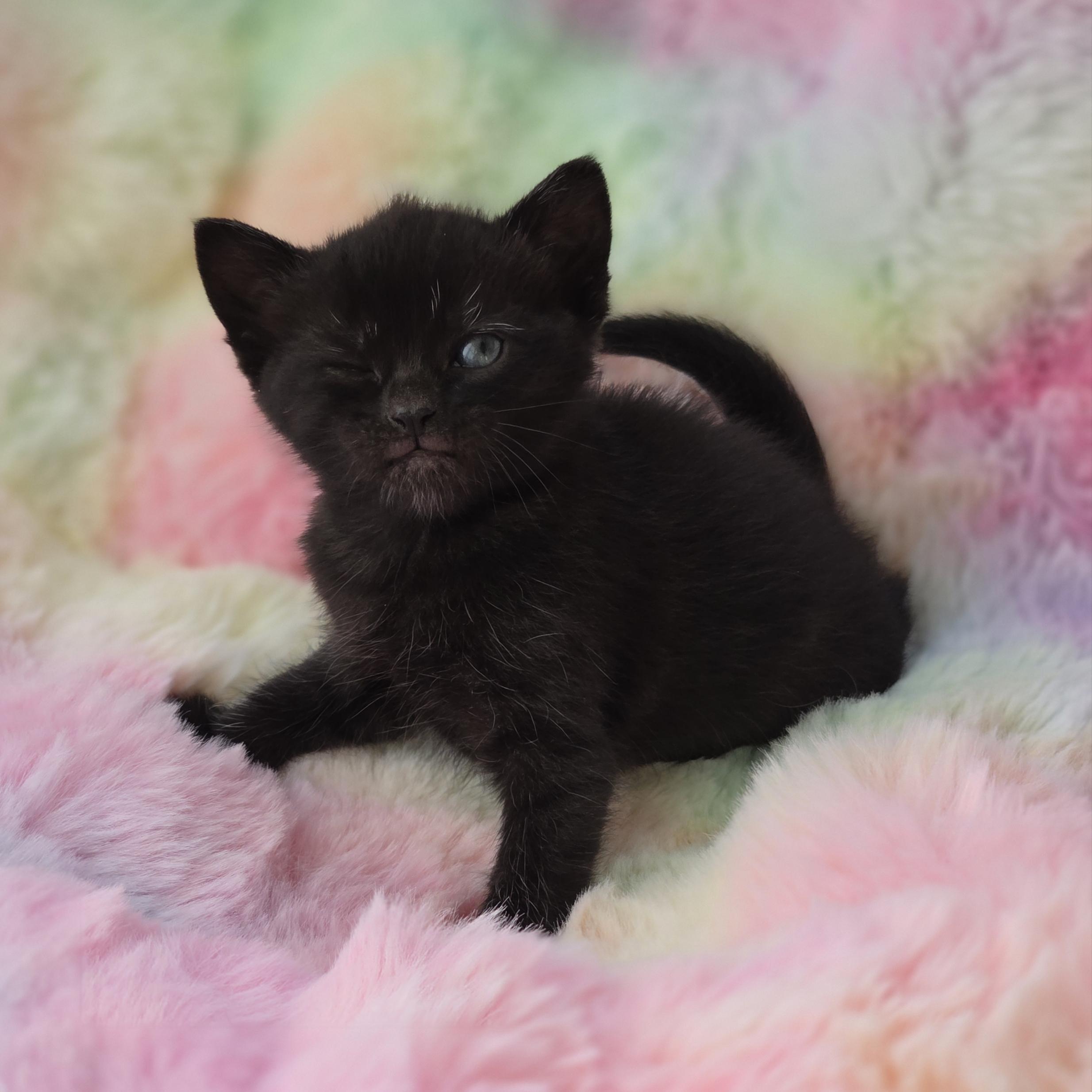 Enlarge Espurr, a Adoptable mixed breed in Atlanta, GA image 6/6