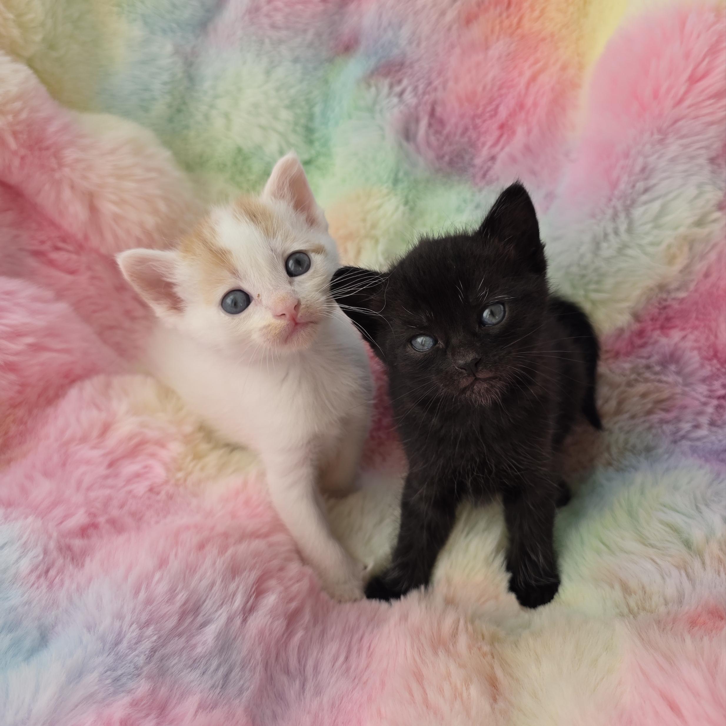 Enlarge Espurr, a Adoptable mixed breed in Atlanta, GA image 5/6