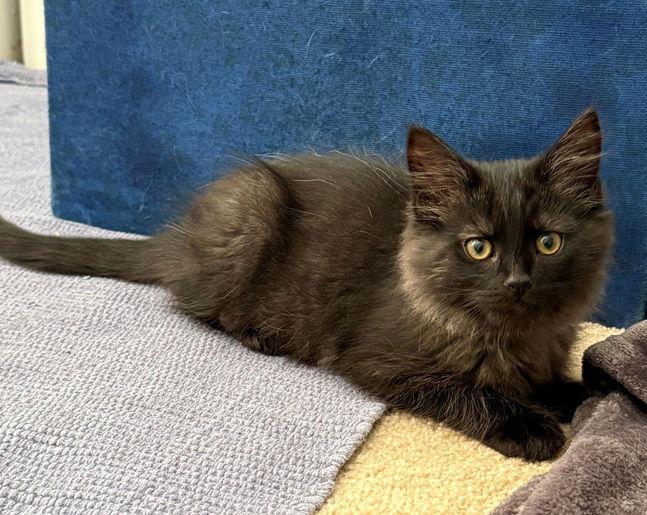 Heathcliff26, Adopted, Kitten Male Maine Coon & Domestic Long Hair.