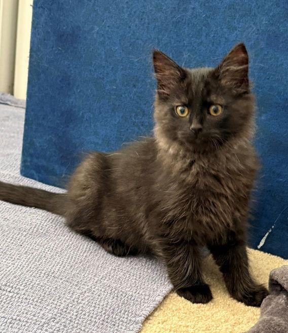 Enlarge Heathcliff26, a Adopted mixed breed in Nashville, TN image 2/3