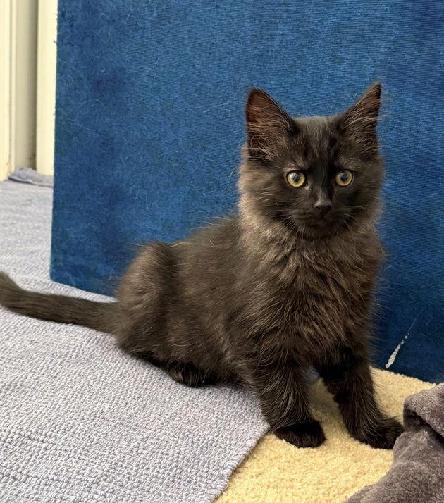 Enlarge Heathcliff26, a Adopted mixed breed in Nashville, TN image 3/3