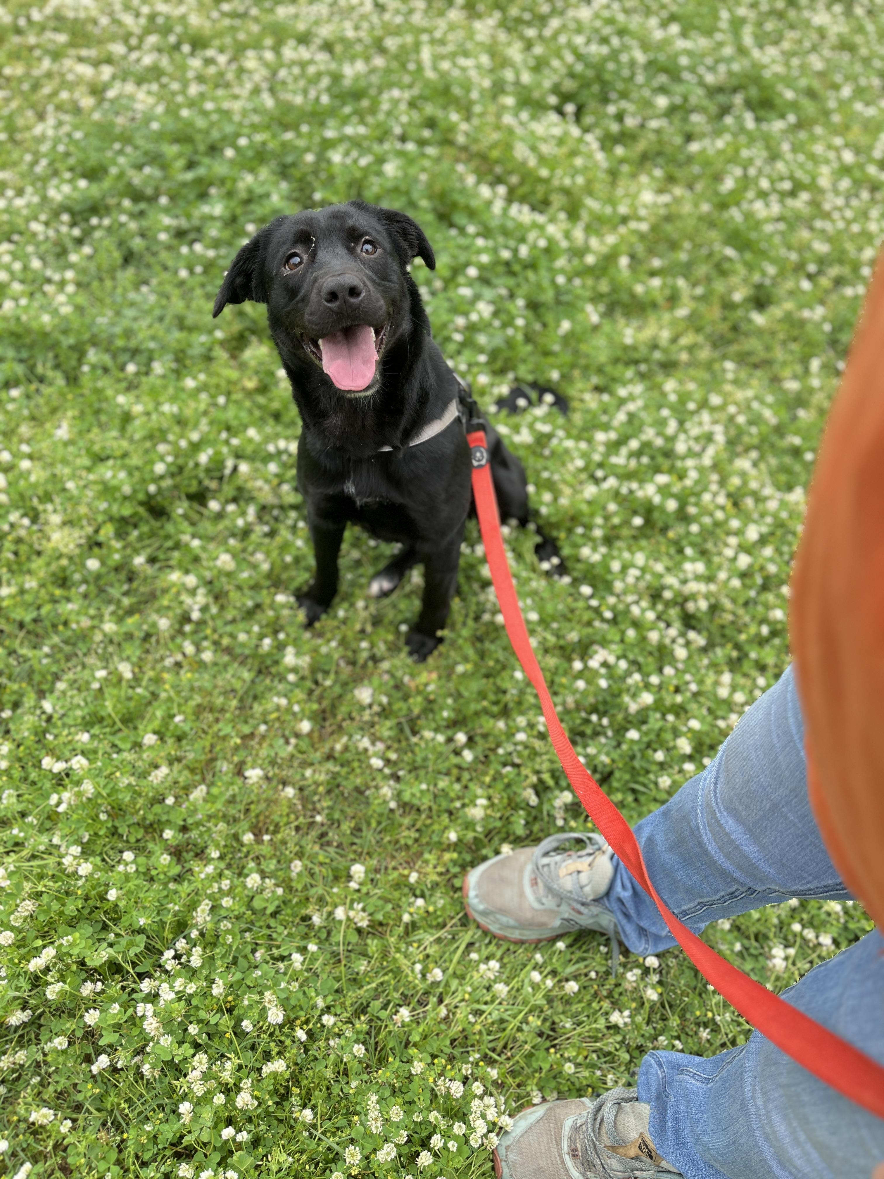 Rue rue, adopted, Adult Female Black Labrador Retriever & Mixed Breed.