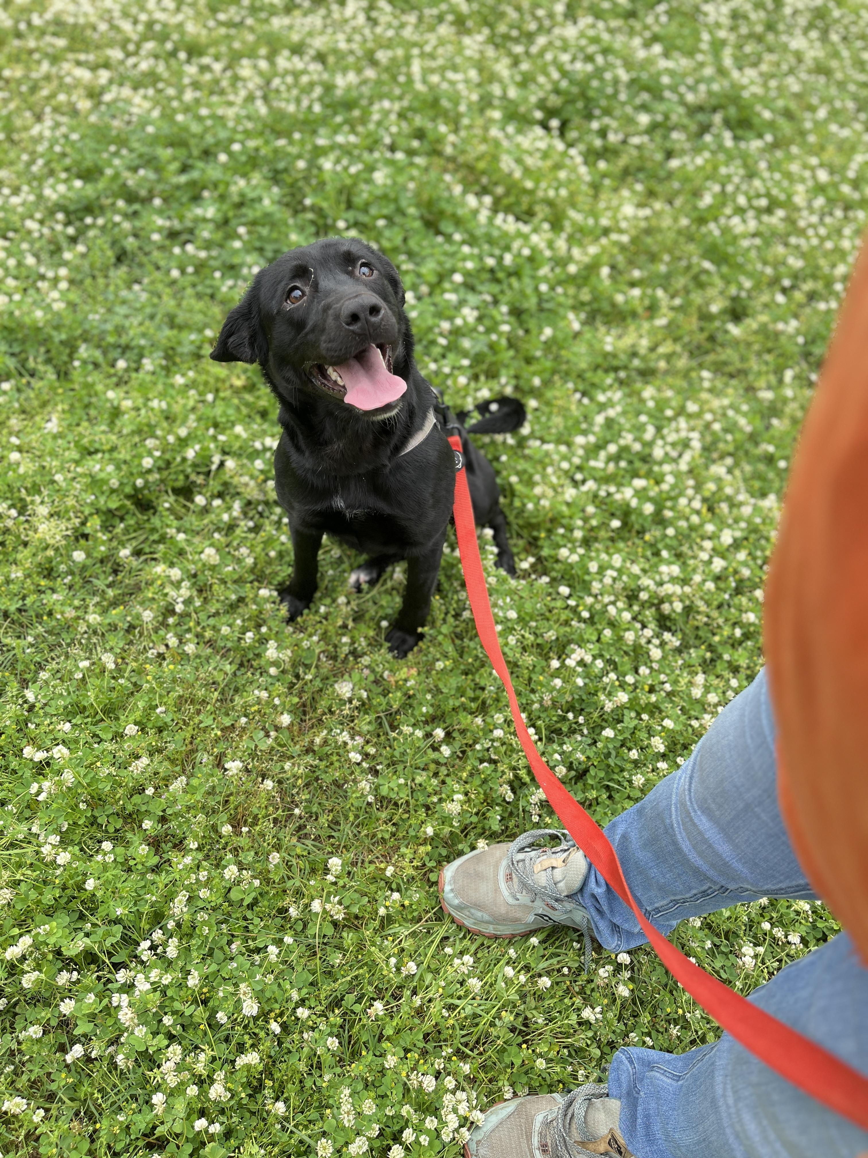 Rue rue, an adopted mixed breed in Cuthbert, GA image 2/3