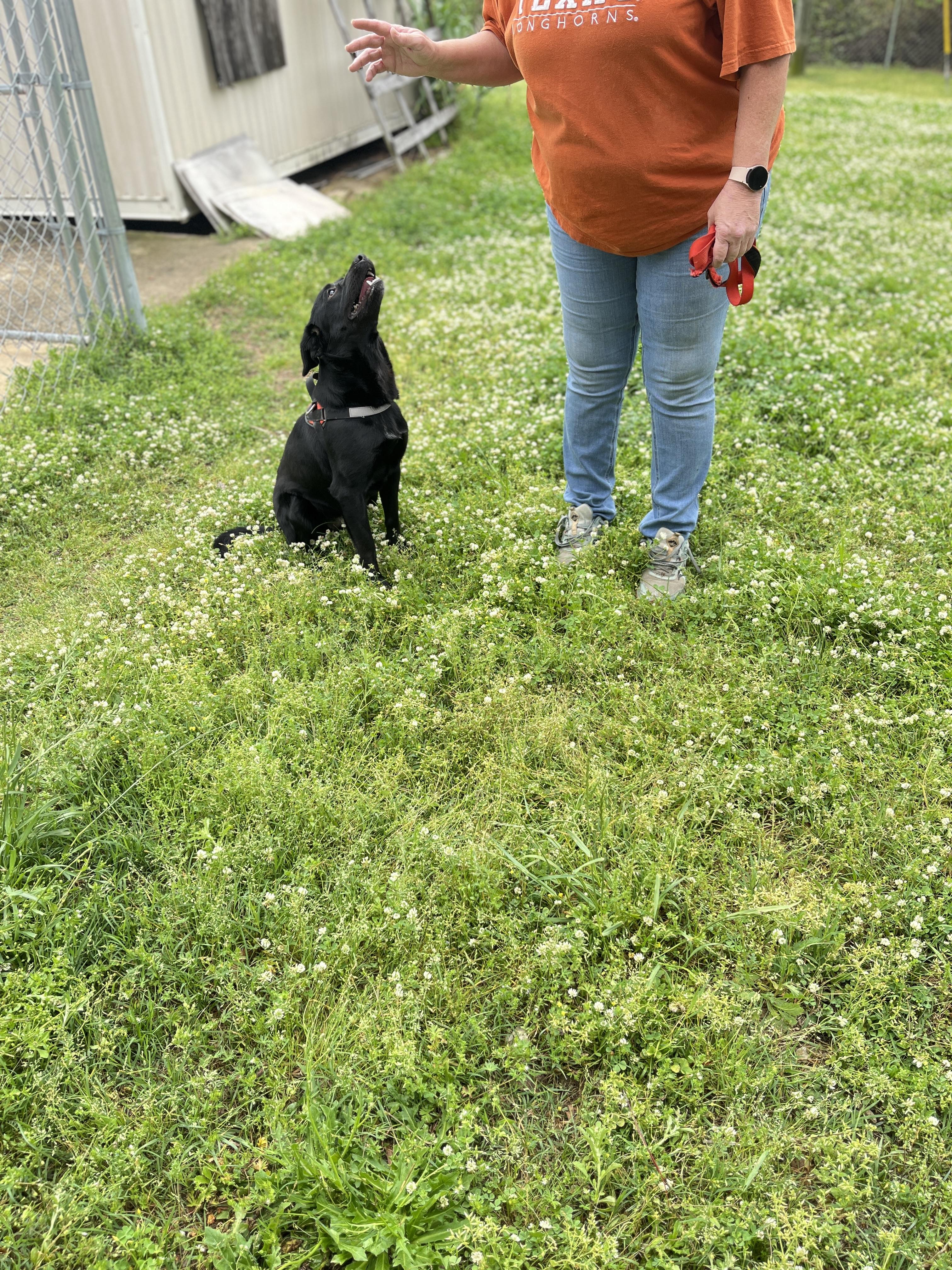 Rue rue, an adopted mixed breed in Cuthbert, GA image 3/3