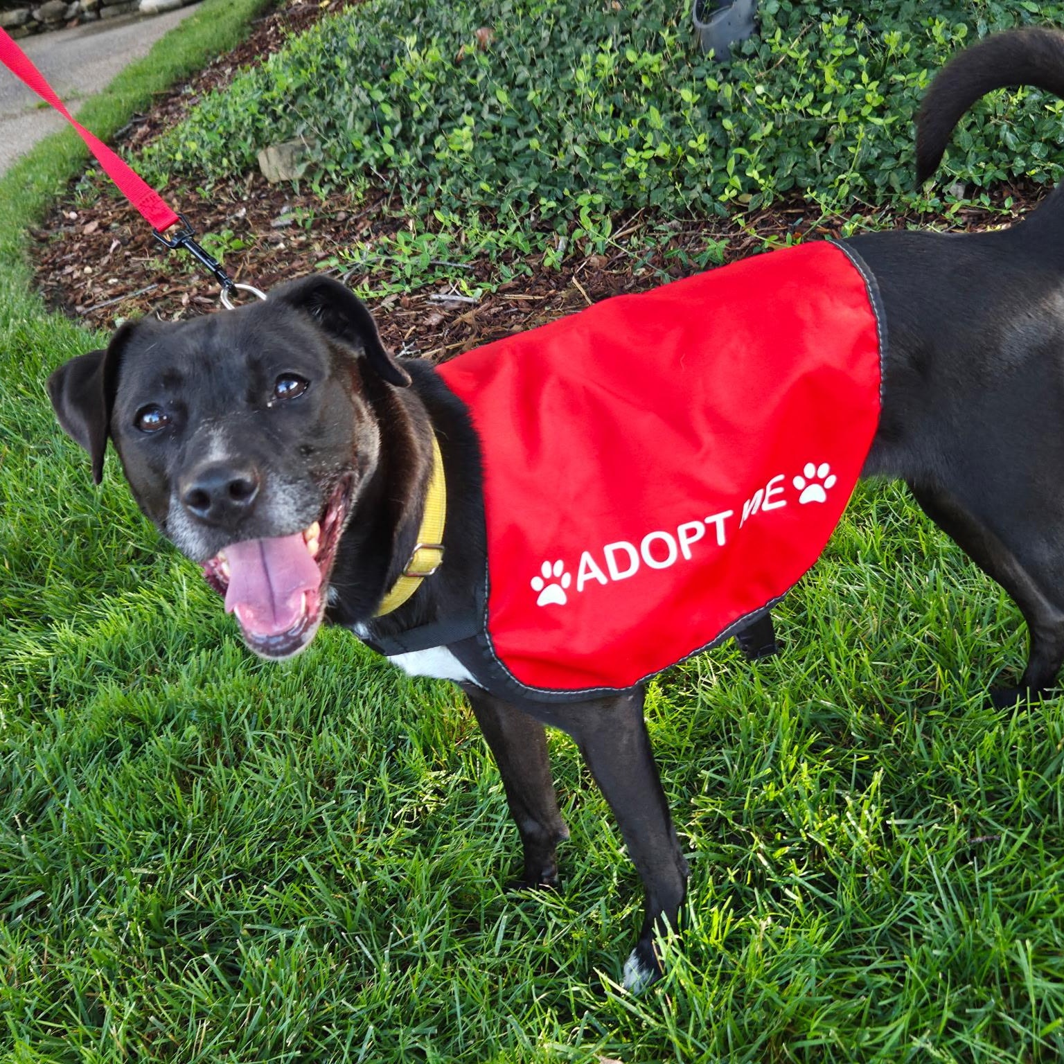 Pepper, a ADOPTABLE mixed breed in Brentwood, TN image 5/5