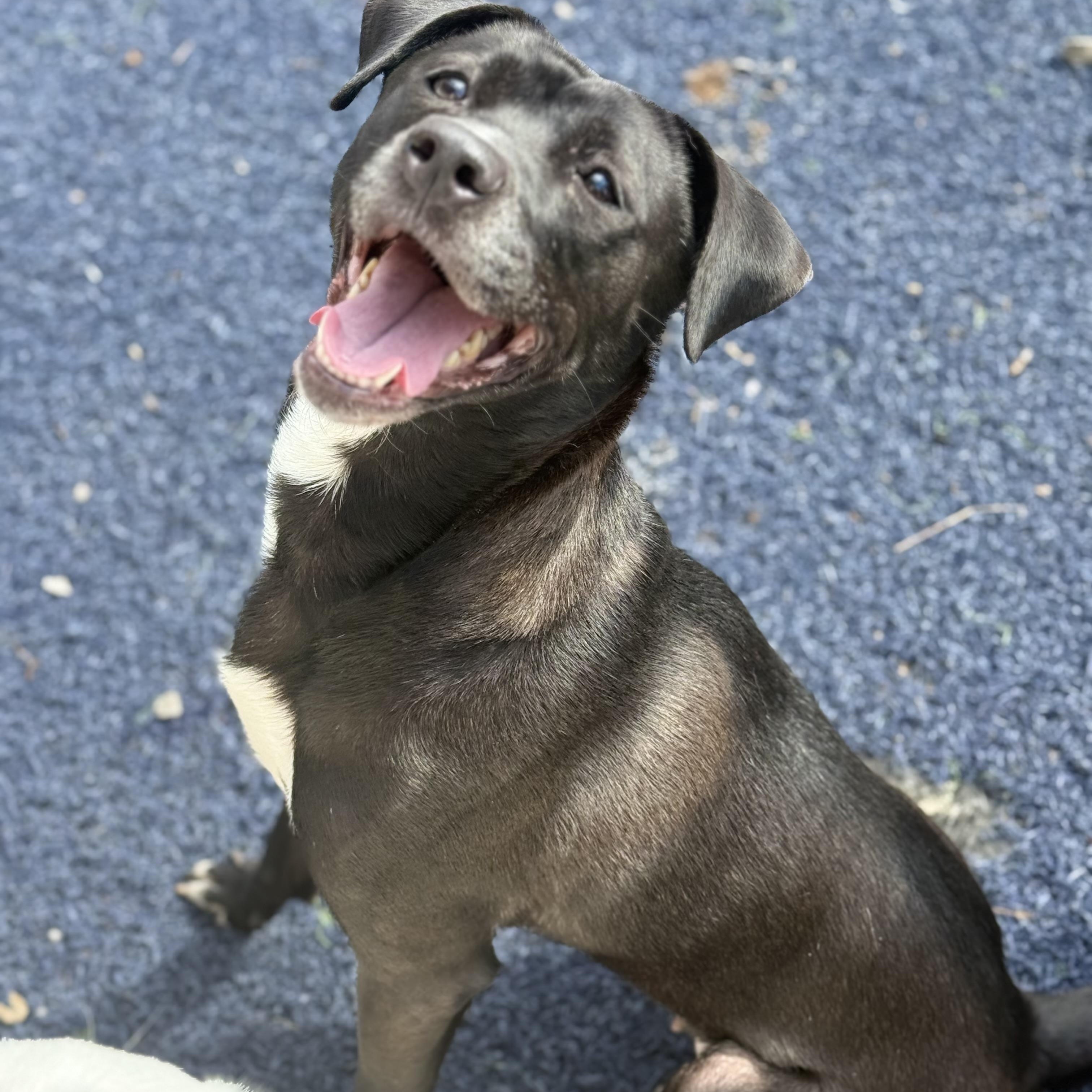 Enlarge Pepper, a ADOPTABLE mixed breed in Brentwood, TN image 3/3