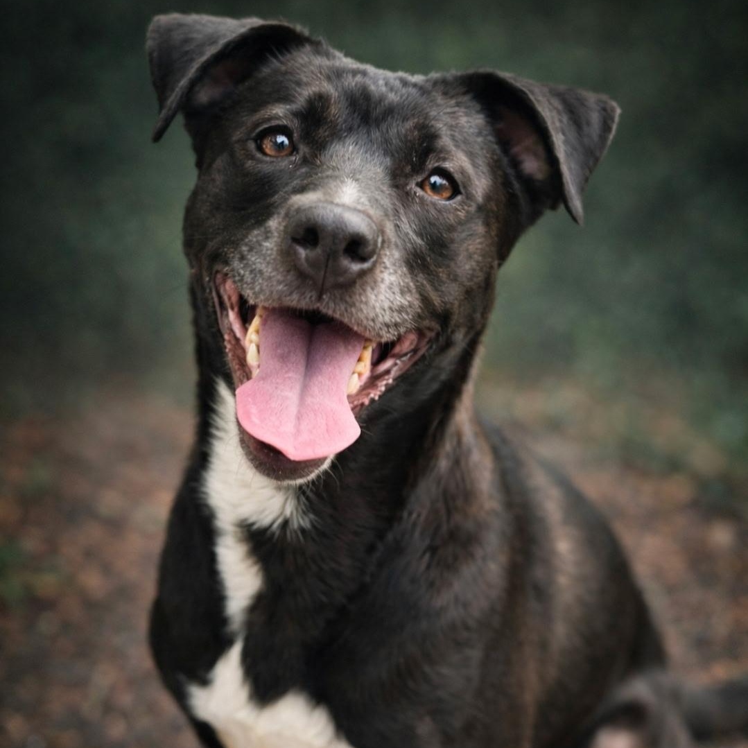 Pepper, ADOPTABLE, Young Female Labrador Retriever.