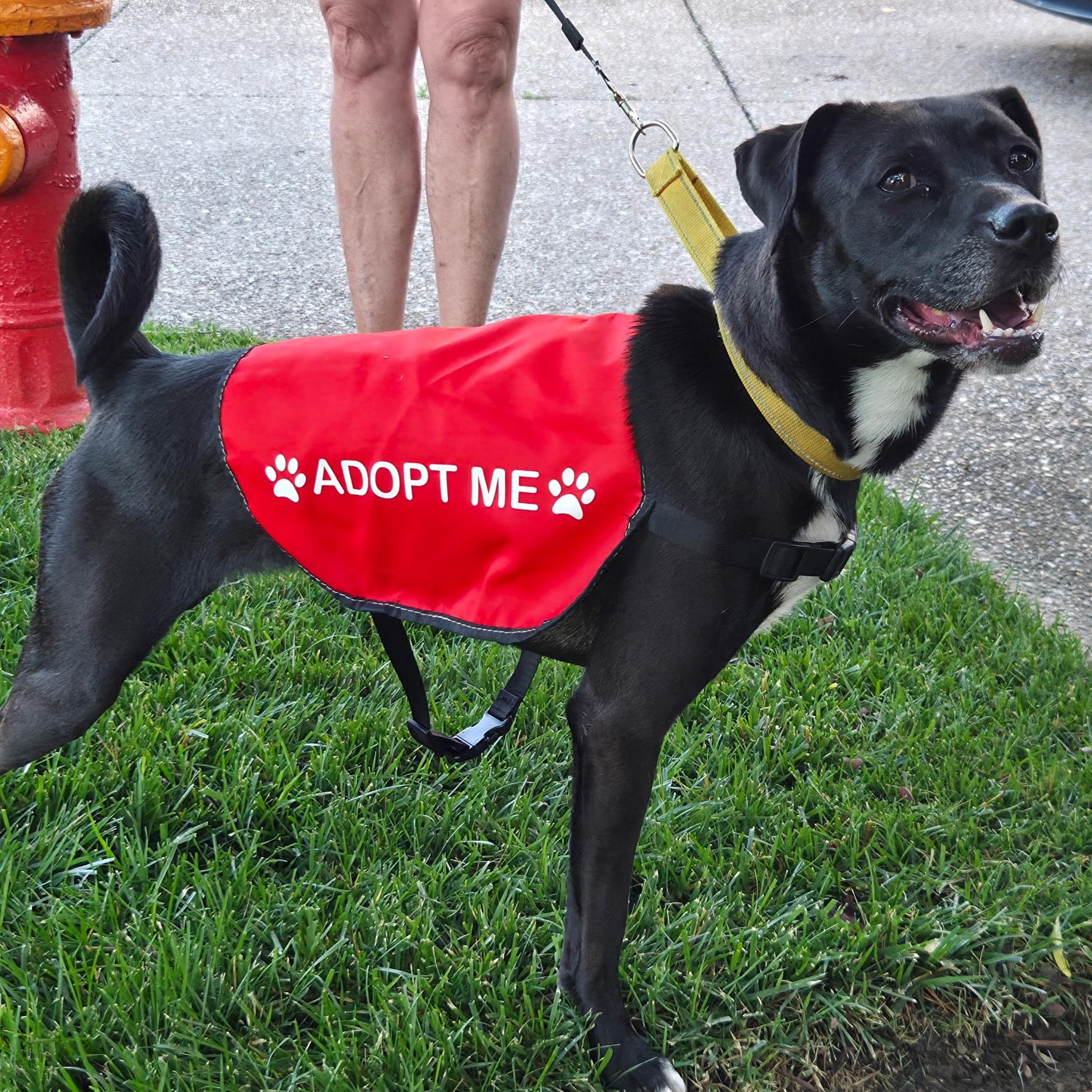 Pepper, a ADOPTABLE mixed breed in Brentwood, TN image 3/5