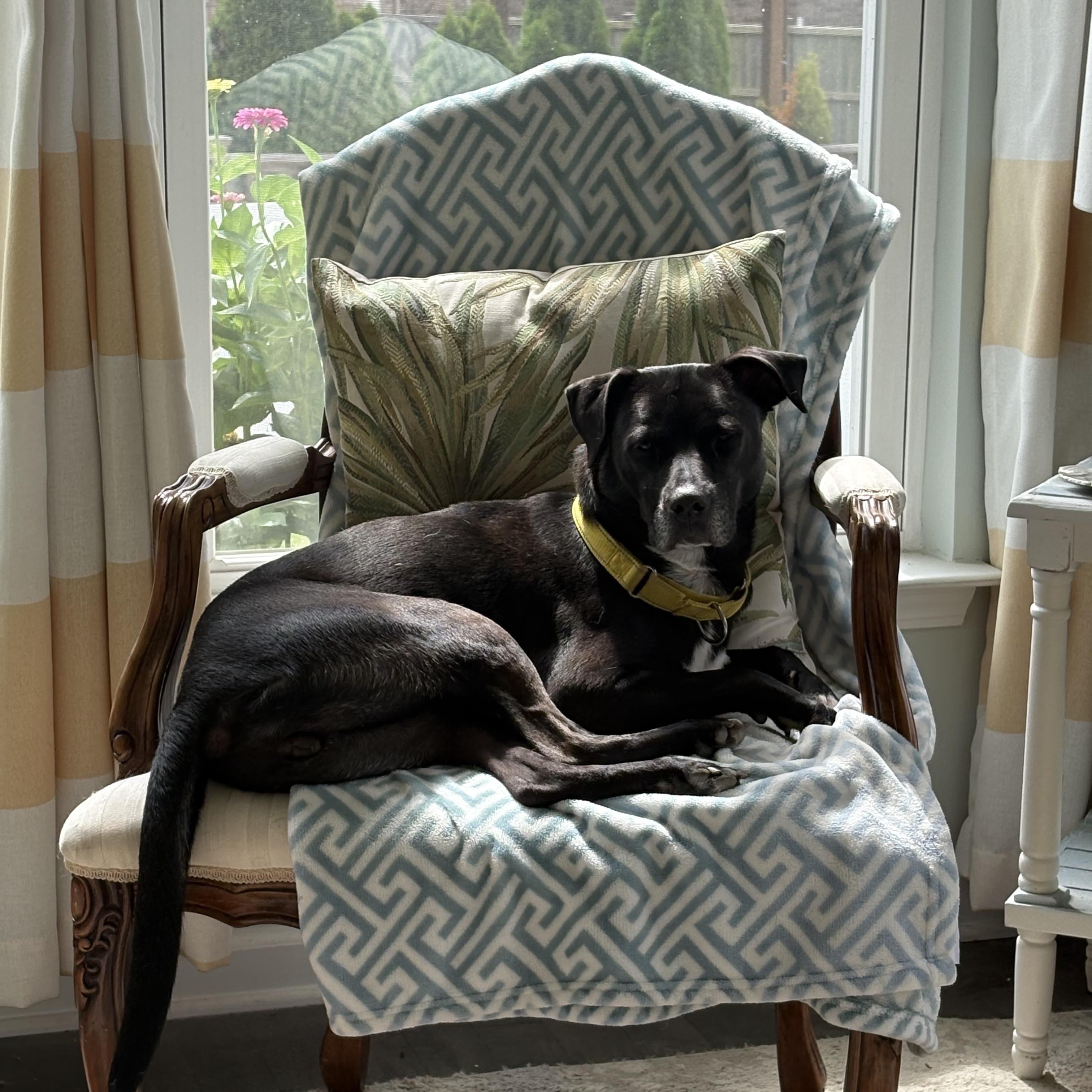 Pepper, a ADOPTABLE mixed breed in Brentwood, TN image 2/4
