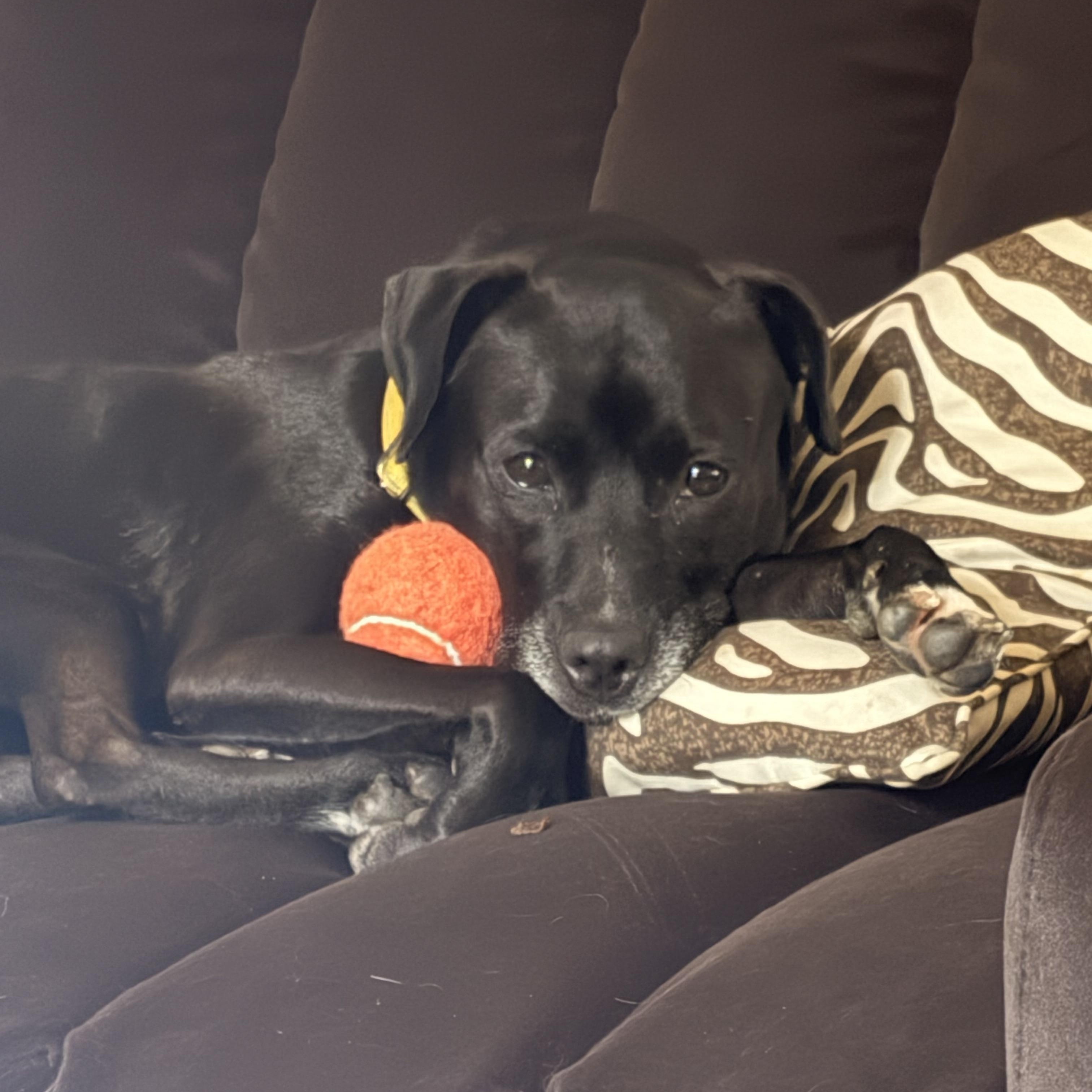 Pepper, ADOPTABLE, Young Female Labrador Retriever.