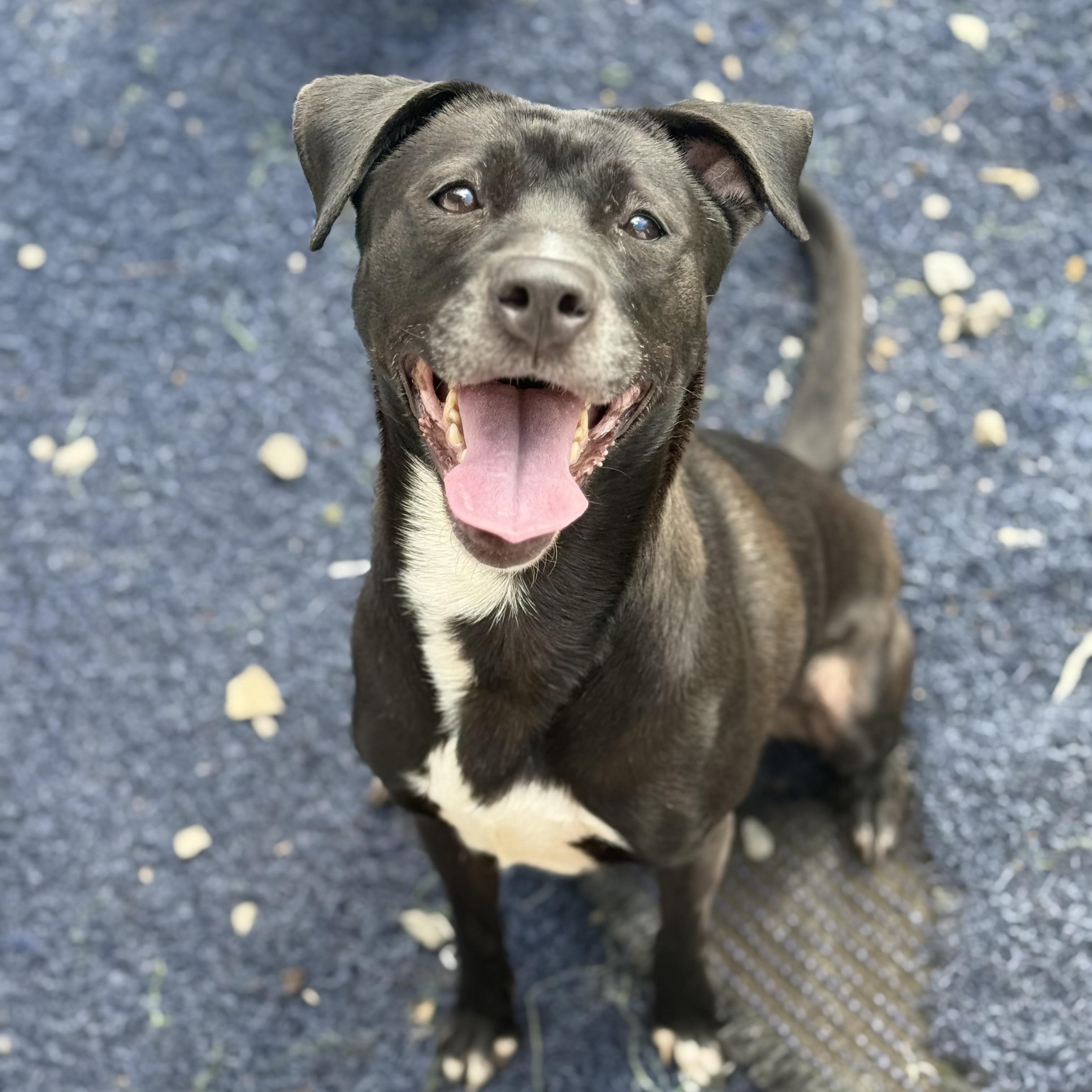 Enlarge Pepper, a ADOPTABLE mixed breed in Brentwood, TN image 2/3