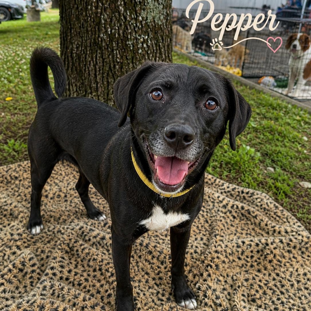 Pepper, ADOPTABLE, Young Female Labrador Retriever.
