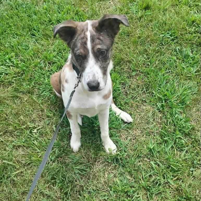 Enlarge Journey, a Adoptable Catahoula Leopard Dog in Chillicothe, IL image 1/1