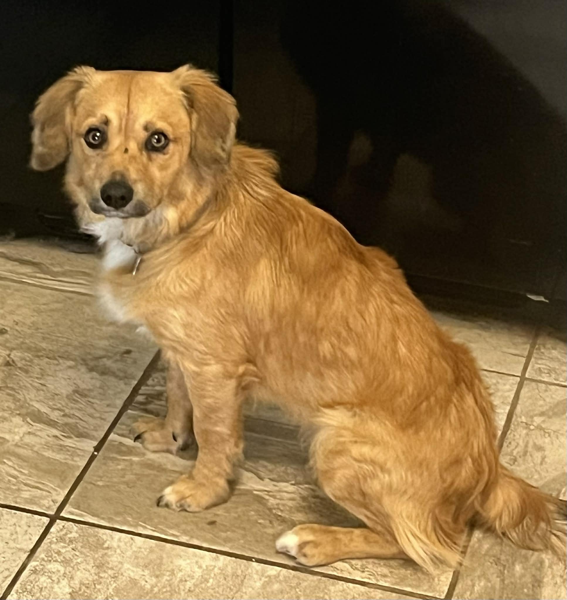 Enlarge Woody, a Adoptable mixed breed in Temple, TX image 2/6