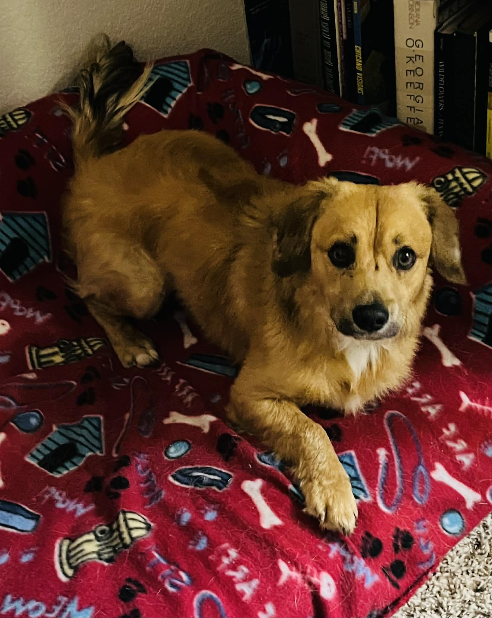 Enlarge Woody, a Adoptable mixed breed in Temple, TX image 3/6