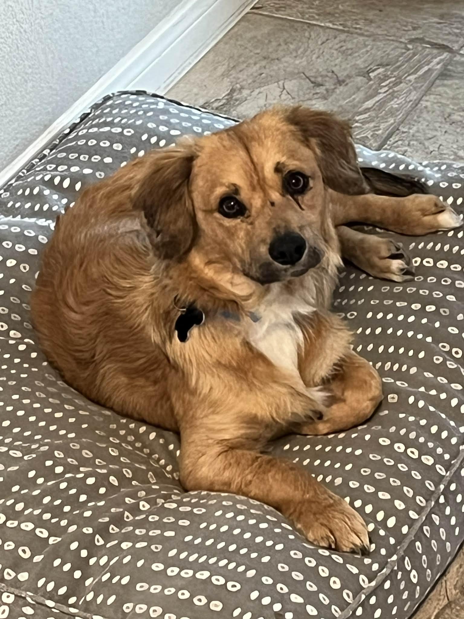 Enlarge Woody, a Adoptable mixed breed in Temple, TX image 1/6