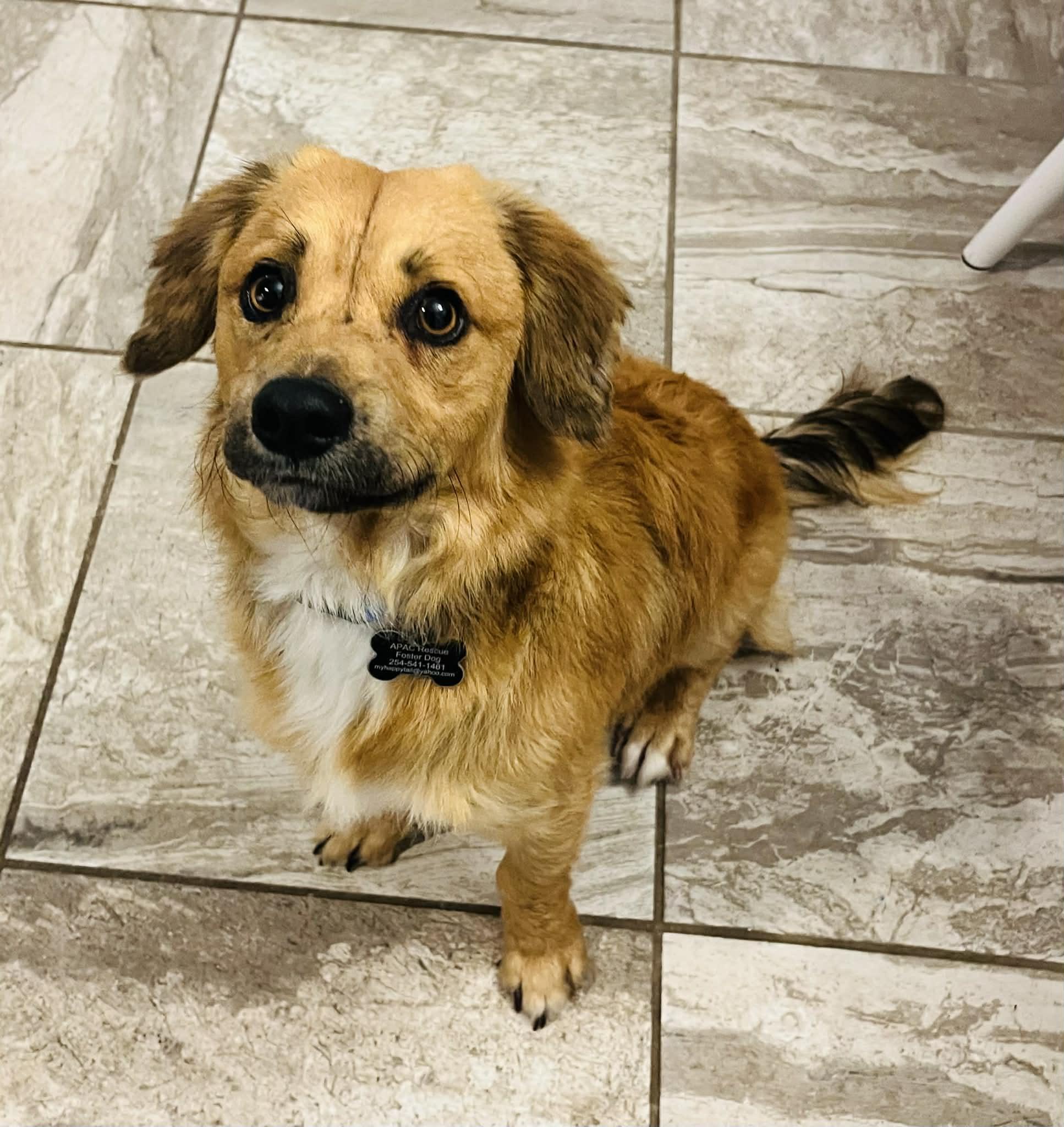 Enlarge Woody, a Adoptable mixed breed in Temple, TX image 5/6