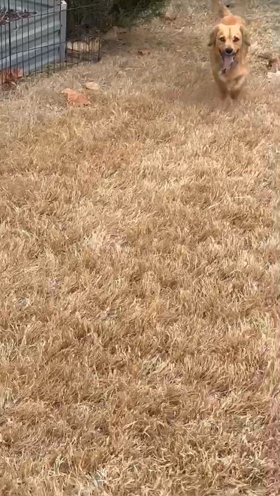 Enlarge Woody, a Adoptable mixed breed in Temple, TX video 6/6