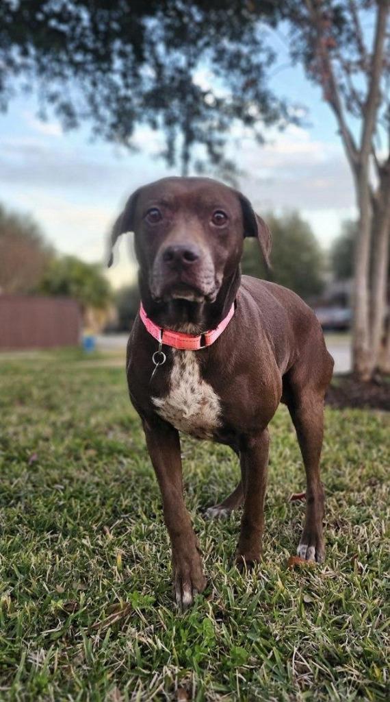 Ruby, Adoptable, Adult Female Labrador Retriever & German Shorthaired Pointer.