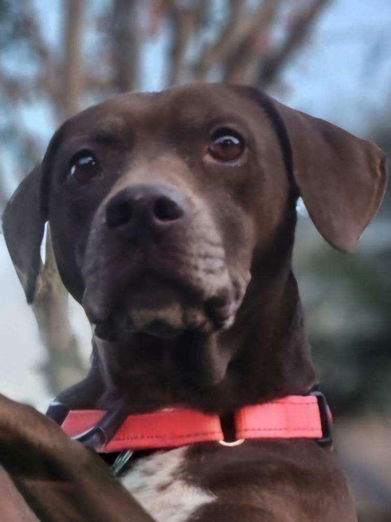 Enlarge Ruby, a Adoptable mixed breed in Spring, TX image 2/6