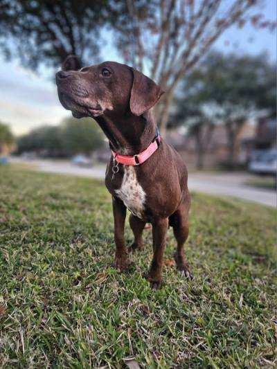 Enlarge Ruby, a Adoptable mixed breed in Spring, TX image 3/6