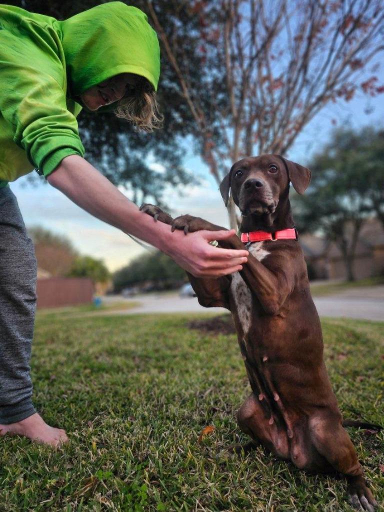 Enlarge Ruby, a Adoptable mixed breed in Spring, TX image 4/6