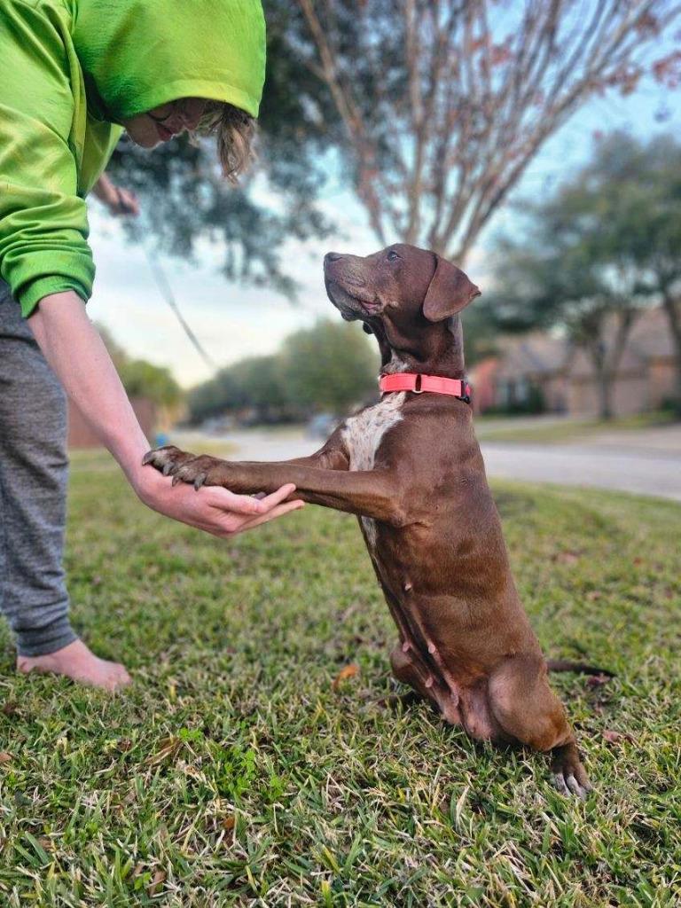 Enlarge Ruby, a Adoptable mixed breed in Spring, TX image 6/6