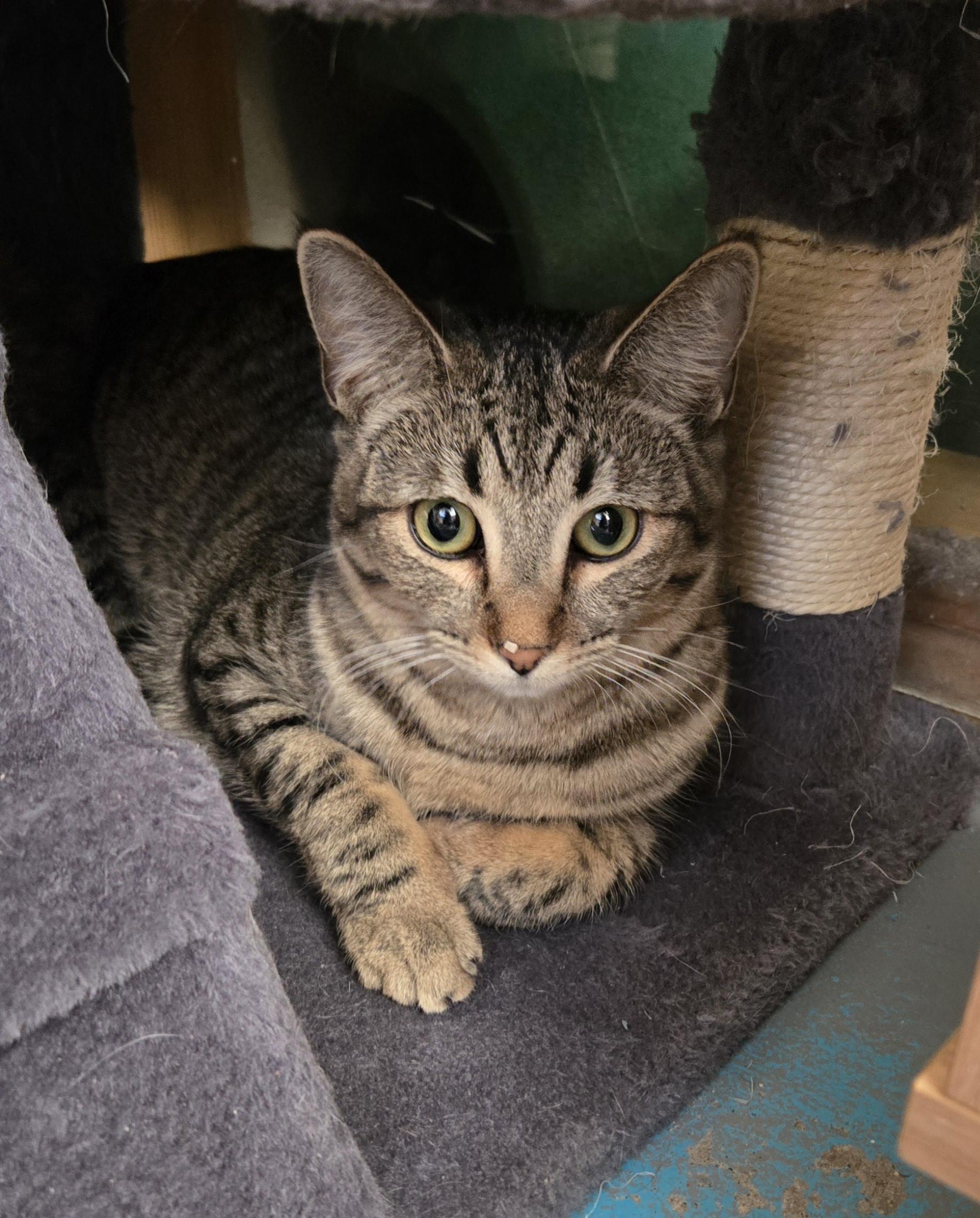 Sage, Baby Female Domestic Short Hair