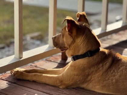 Enlarge Scooby, a Adoptable mixed breed in Gainesville, FL image 2/4