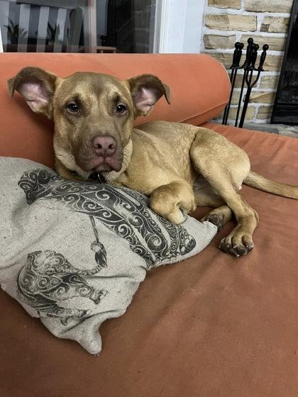 Enlarge Scooby, a Adoptable mixed breed in Gainesville, FL image 4/4