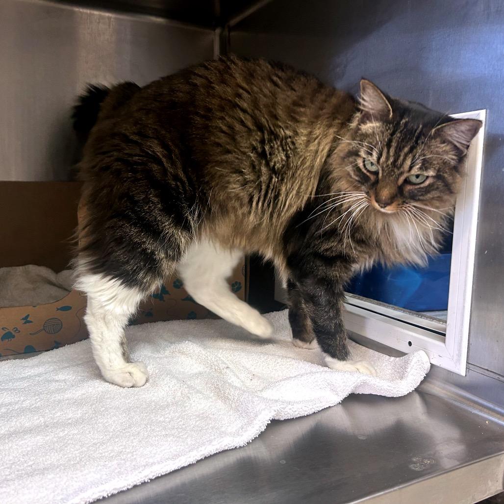 Buckley, Adoptable, Adult Female Domestic Long Hair.