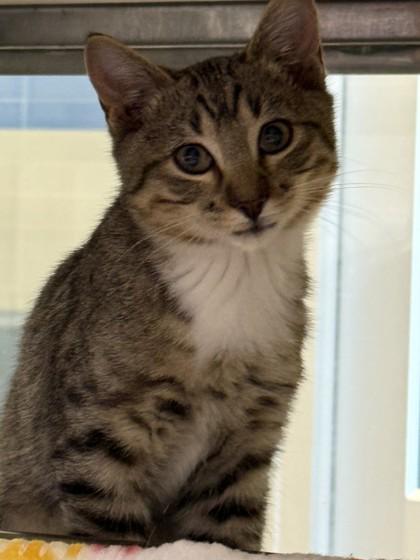 Enlarge Yamaha, a Adoptable mixed breed in Grapevine, TX image 1/1