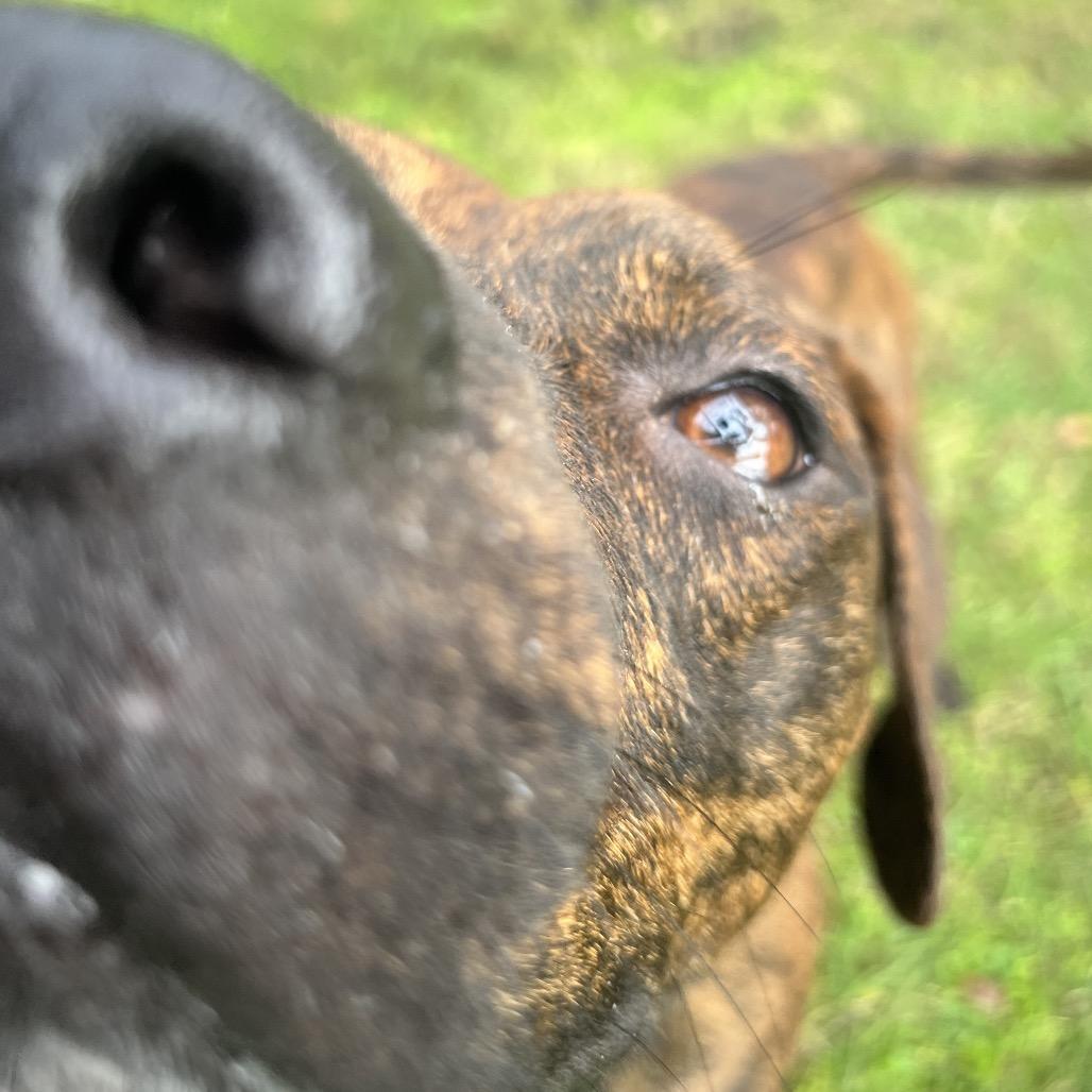 Loki, Adoptable, Young Male Mixed Breed.